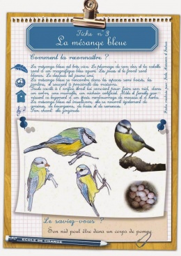 oiseaux_Page_05-modifi