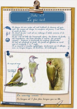 oiseaux_Page_09-modifi