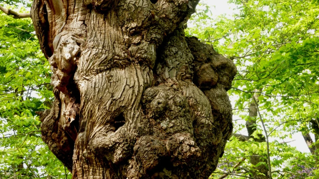 &copy; L. Coss&eacute;e