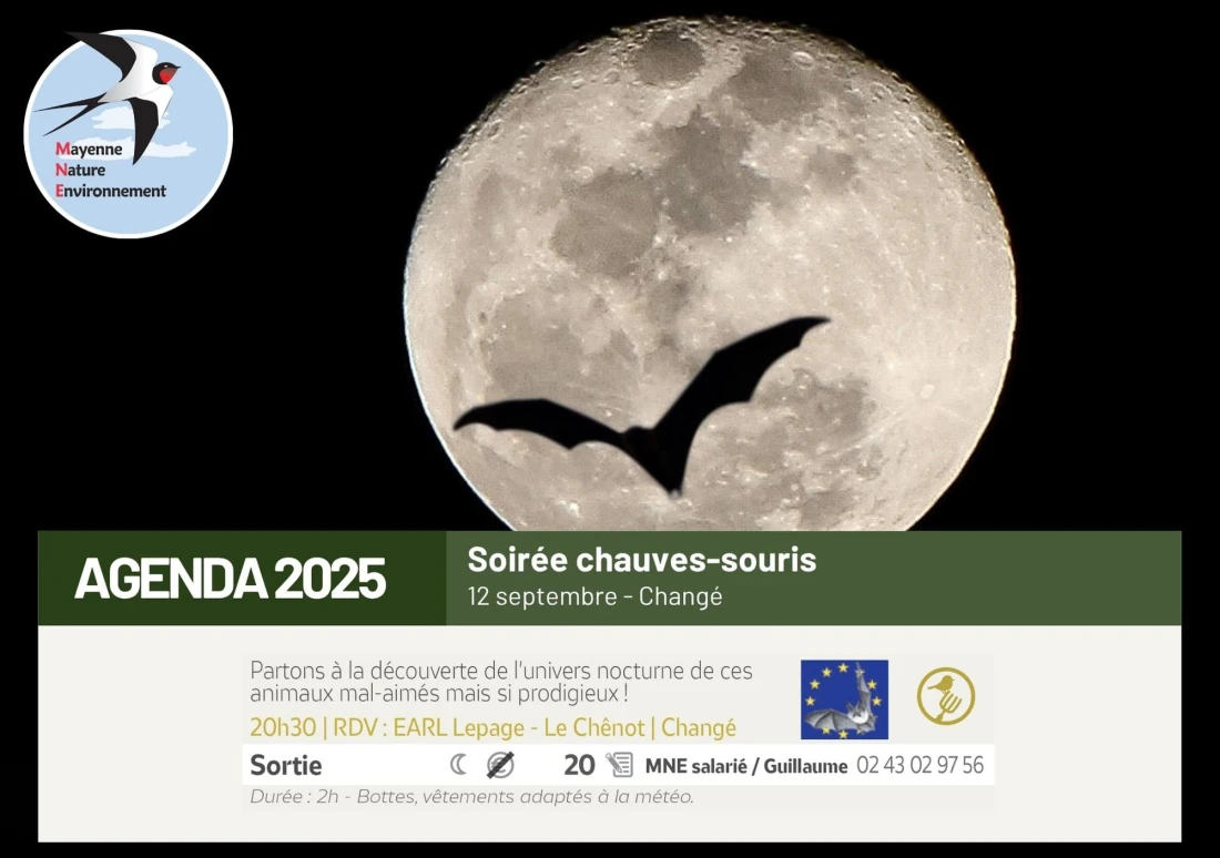 Nuit de la chauve-souris