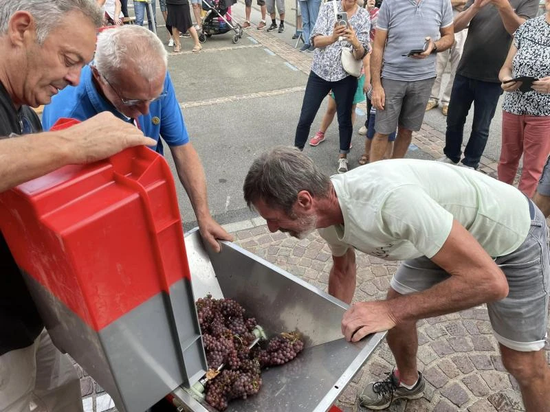 Des vendanges précoces !